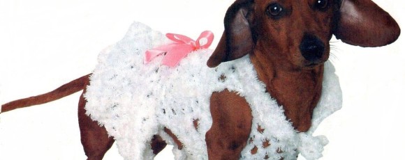 Одежда для таксы – праздничное платье
